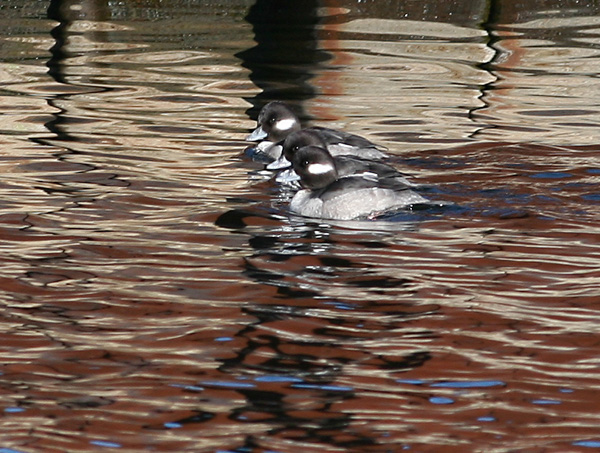 Bufflehead Duck Females, White Lake