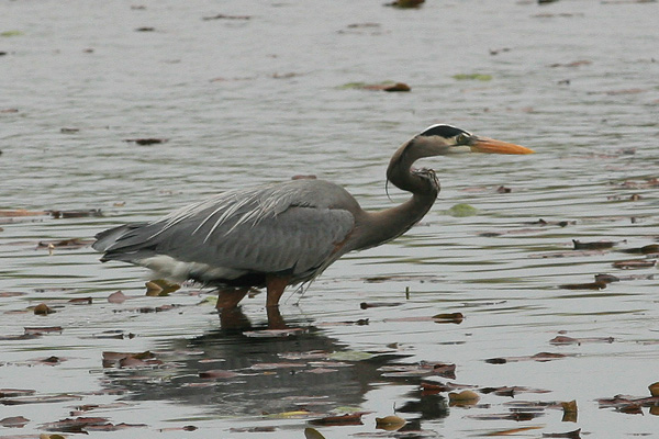Great Blue Heron Fishing