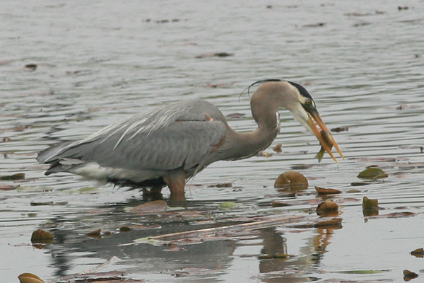 Great Blue Heron Eating a Fish
