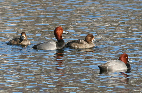 Redhead Ducks, White Lake
