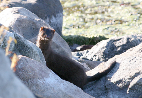Mink on shore of White Lake, Whitehall, Michigan