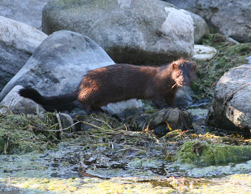 Mink along White Lake, Whitehall Michigan