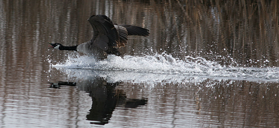 Canada Goose, Goodrich Park Whitehall MI