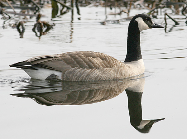Canada Goose on The White River Marsh