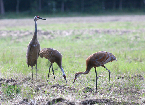 Sandhill Cranes on farm in Fruitland Twp MI