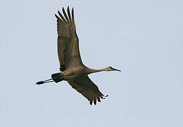 Sandhill Crane White River Marsh, Whitehall, Michigan