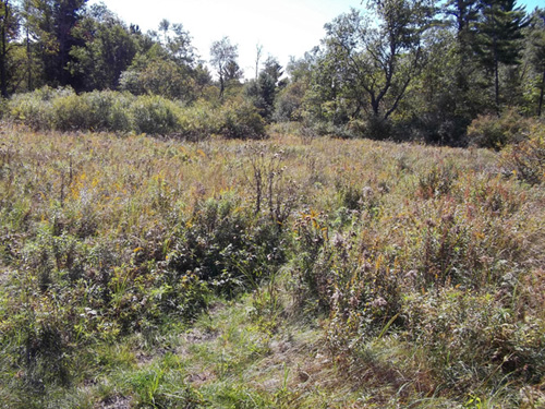 Quaking Bog