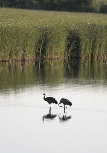 Sandhill Cranes in White River, Michigan