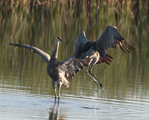 Sandhill Crane White River, Michigan