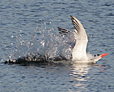 Caspian Tern