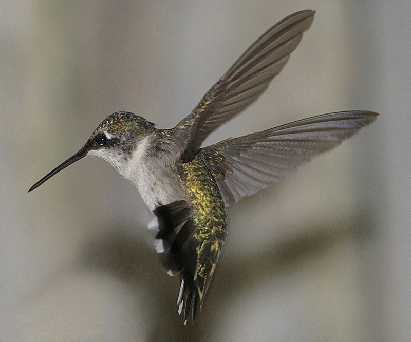 Ruby Throated Humming Bird (Immature)