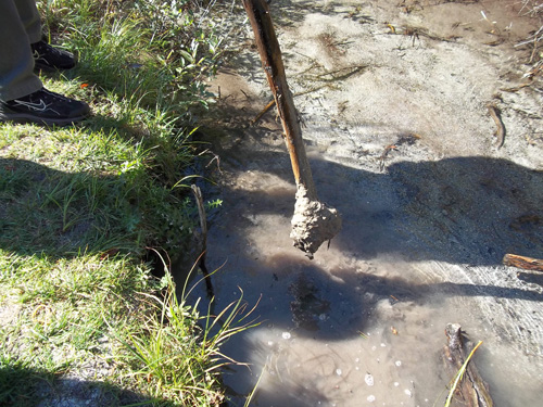 Marl in creek near quaking bog