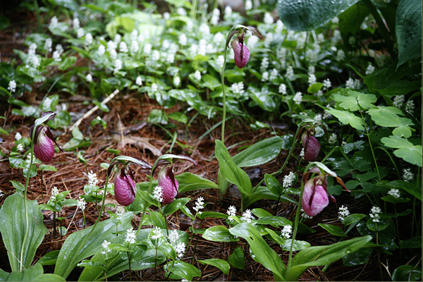 Pink Lady's Slippers with Wild Lily of The Valley