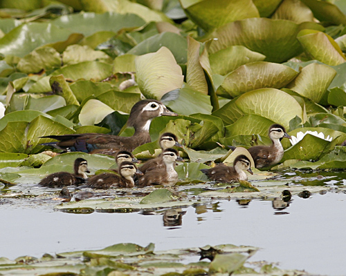 Wood Duck Female With Chicks