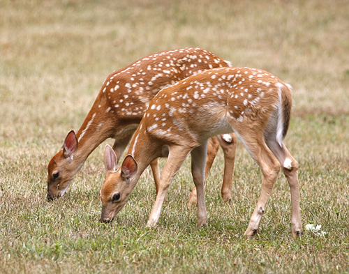 Whitetail Deer Fawns