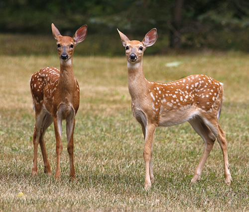 Whitetail Deer Fawns