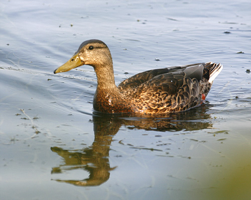 Black Duck, Tannery Bay, White Lake