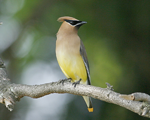 Cedar Waxwing