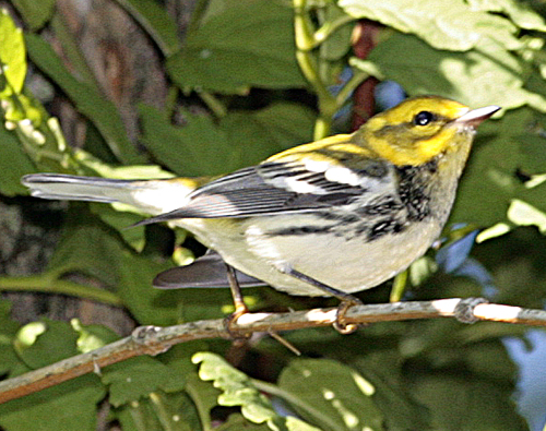 Black Throated Green Warbler
