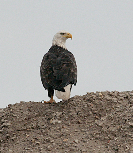 Bald Eagle at Sunrise, Tannery Bay Whitehall