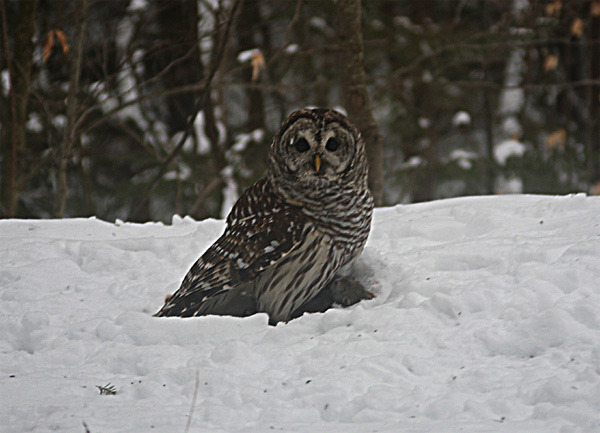Barred Owl With Gray Squirrel