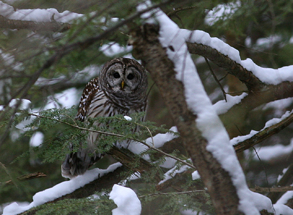 Barred Owl