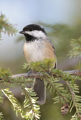 Black Capped Chickadee