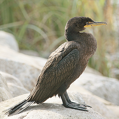 Double Crested Cormorant