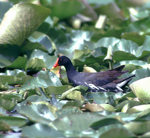 Common Gallinule 