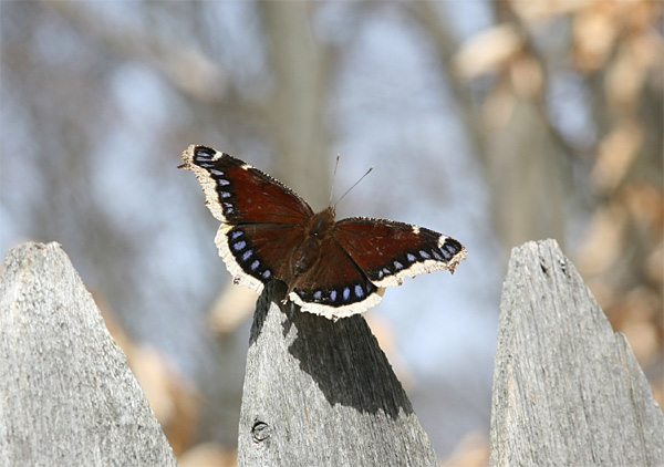 Mourning Cloak Butterfly