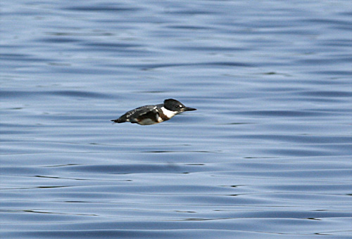 Kingfisher, White Lake