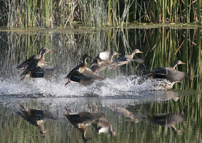 Mallard Ducks in Flight