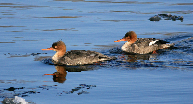 Winter Mergansers at White Lake Channel, Michigan