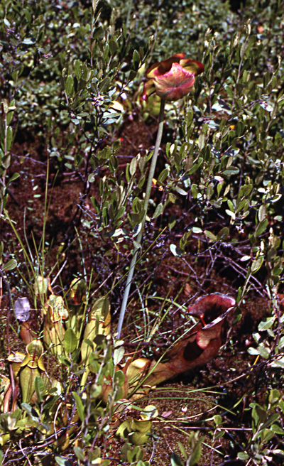 Pitcher plant North Branch of the White River in Michigan