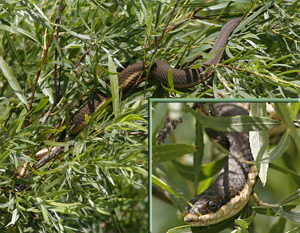 Queen Snake, White River Marsh