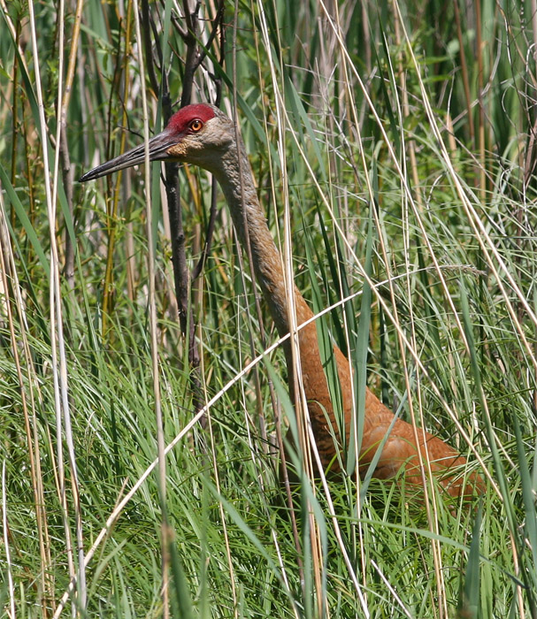 Sandhill Crane White River Marsh, Whitehall, Michigan