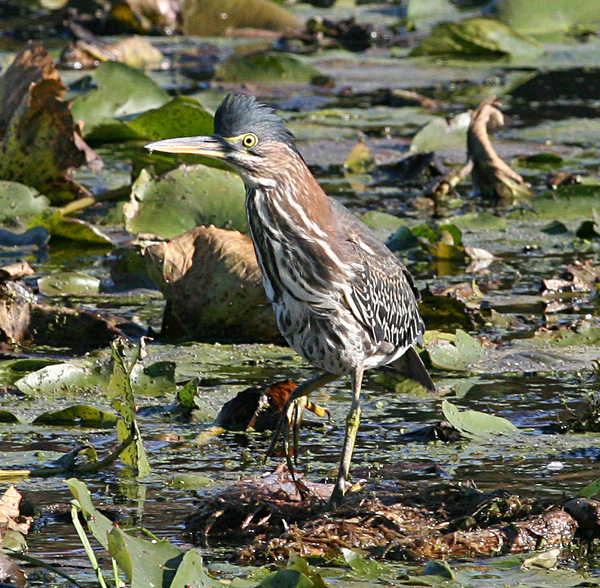 Green Heron White Lake
