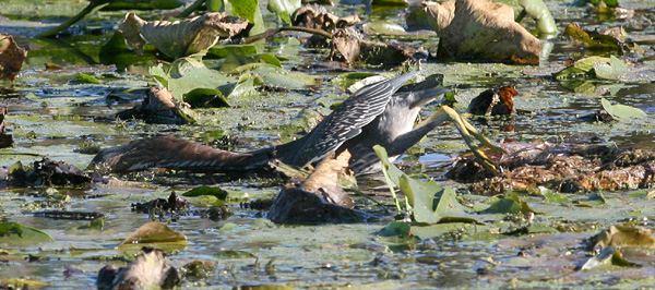 Green heron Fishing, White Lake