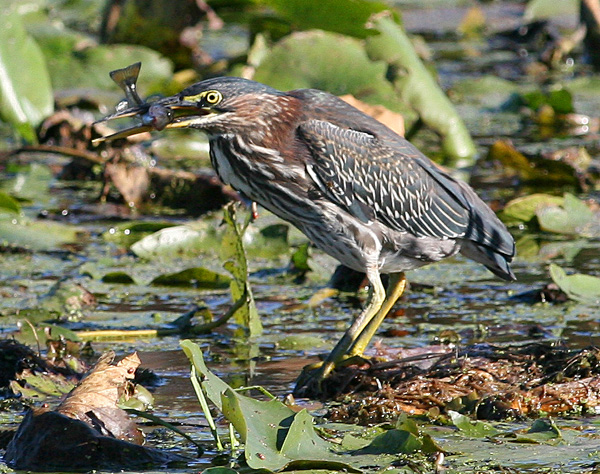 Green heron with Fish, White Lake