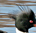 Red Breasted Merganser White Lake Muskegon County MI