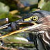Green Heron, White Lake Muskegon Co. MI
