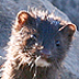 Mink, White Lake, Muskegon County, MI
