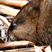 Muskrat, White River Marsh at White Lake
