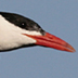 Caspian Tern