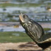 Common Map Turtles