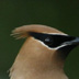 Cedar Waxwing, Mouth of White River
