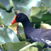 Common Gallinule