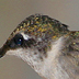 Ruby Throated Hummingbird