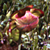 Pitcher Plant, North branch of the White River, MI