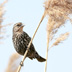 Red Winged Blackbird - Female on Phragmites